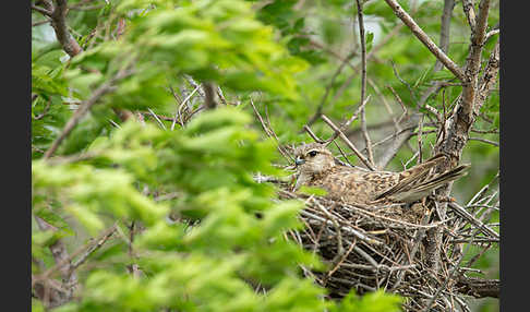 Merlin (Falco columbarius)