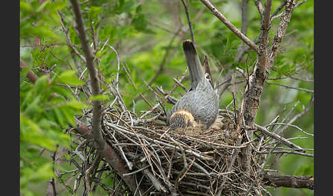 Merlin (Falco columbarius)