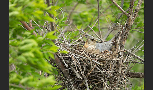 Merlin (Falco columbarius)