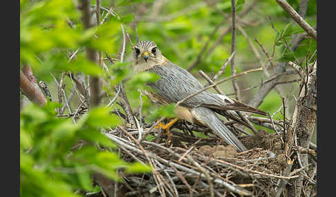 Merlin (Falco columbarius)