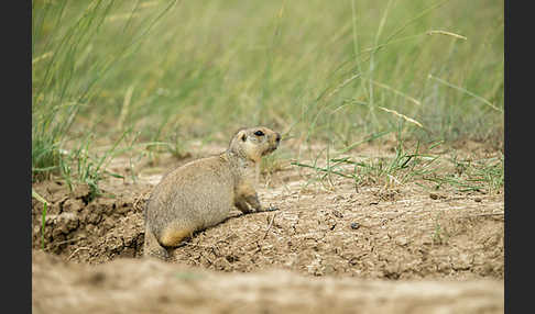 Gelbziesel (Spermophilus fulvus)