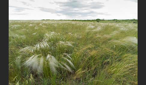 Federgras (Stipa spec.)