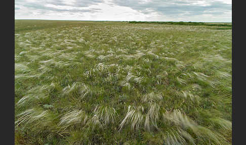 Federgras (Stipa spec.)