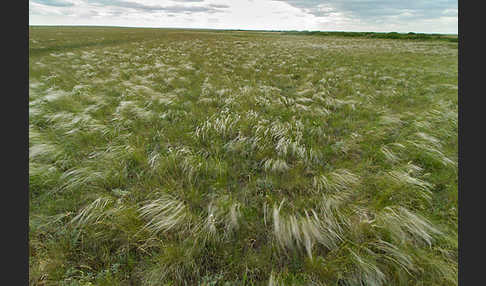 Federgras (Stipa spec.)