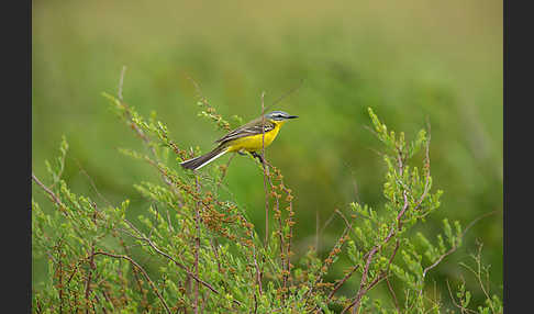 Wiesenschafstelze (Motacilla flava)