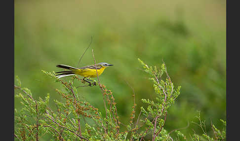 Wiesenschafstelze (Motacilla flava)