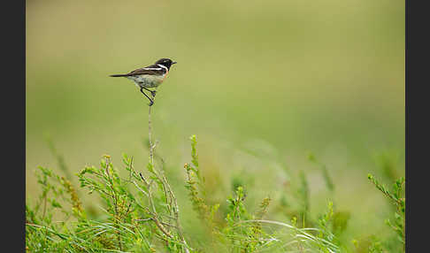 Schwarzkehlchen (Saxicola torquata)