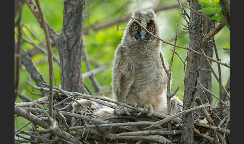 Waldohreule (Asio otus)