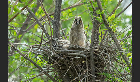 Waldohreule (Asio otus)