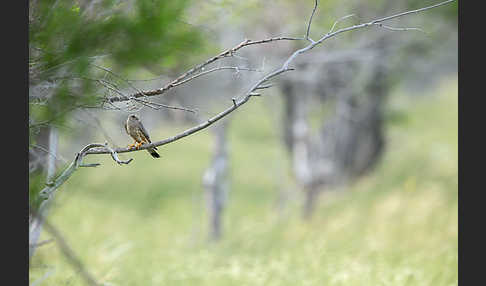 Merlin (Falco columbarius)