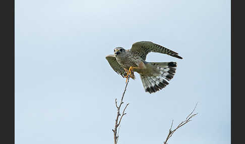 Merlin (Falco columbarius)