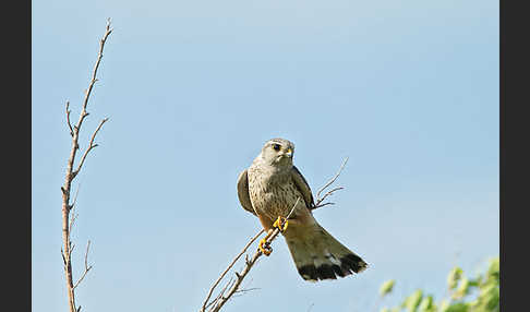 Merlin (Falco columbarius)