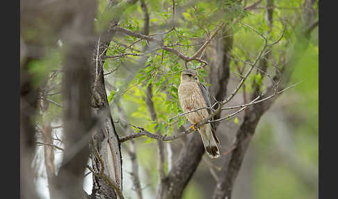 Merlin (Falco columbarius)