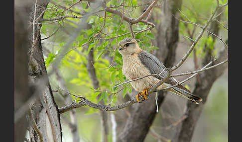 Merlin (Falco columbarius)