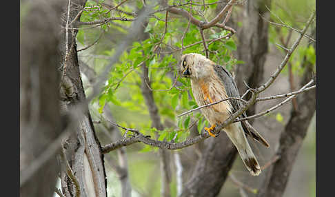 Merlin (Falco columbarius)