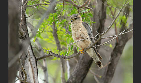 Merlin (Falco columbarius)