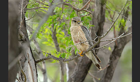 Merlin (Falco columbarius)