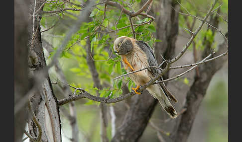 Merlin (Falco columbarius)