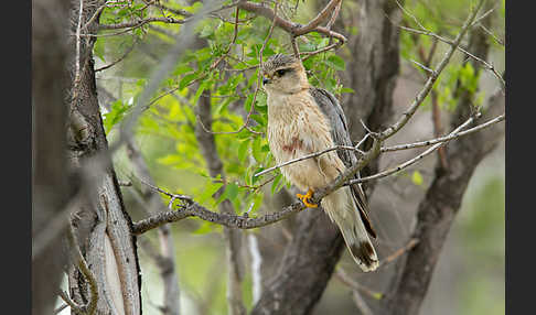 Merlin (Falco columbarius)