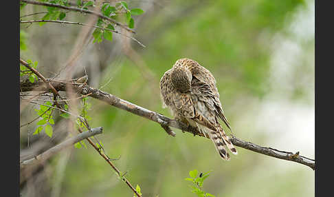 Merlin (Falco columbarius)