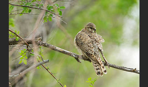 Merlin (Falco columbarius)