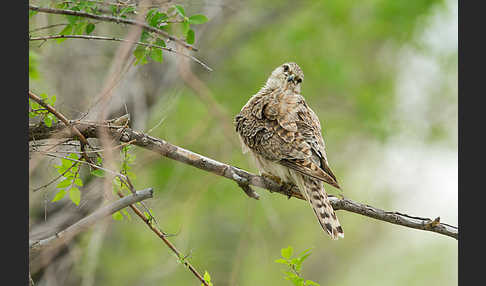 Merlin (Falco columbarius)