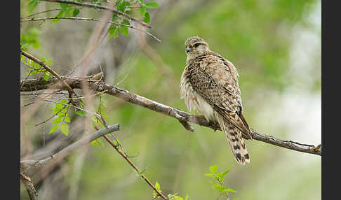 Merlin (Falco columbarius)