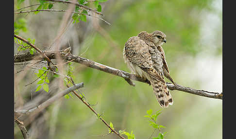 Merlin (Falco columbarius)