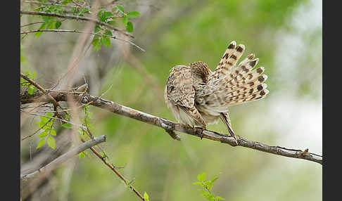 Merlin (Falco columbarius)