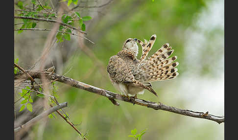 Merlin (Falco columbarius)