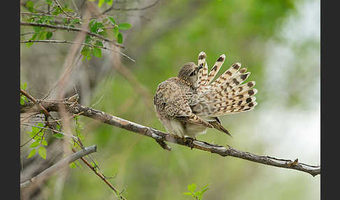 Merlin (Falco columbarius)