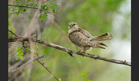 Merlin (Falco columbarius)