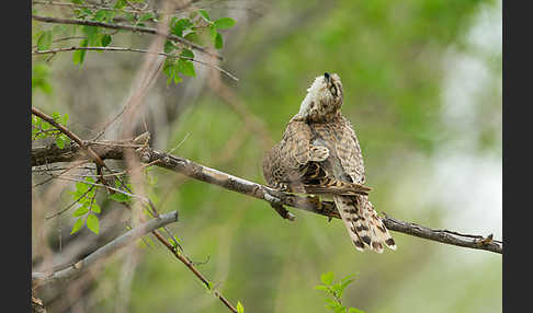 Merlin (Falco columbarius)