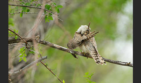 Merlin (Falco columbarius)