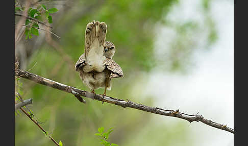 Merlin (Falco columbarius)