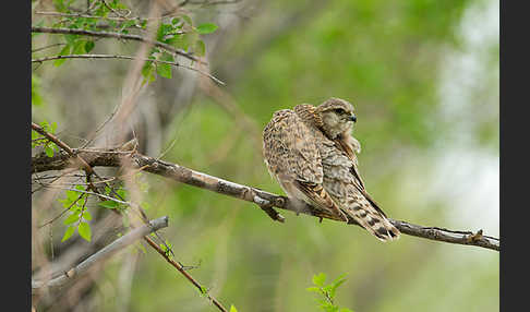 Merlin (Falco columbarius)