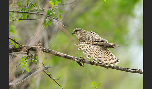 Merlin (Falco columbarius)