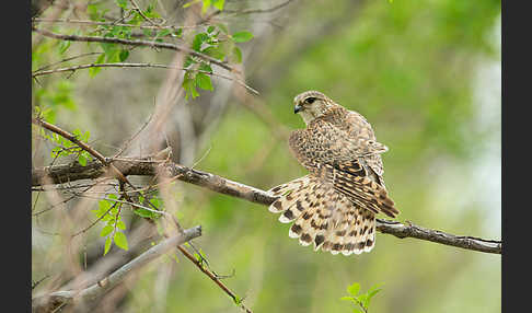 Merlin (Falco columbarius)