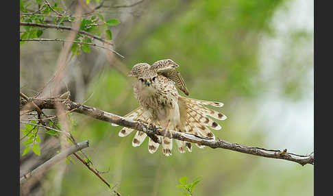 Merlin (Falco columbarius)