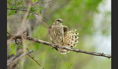 Merlin (Falco columbarius)