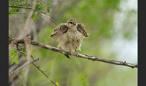 Merlin (Falco columbarius)