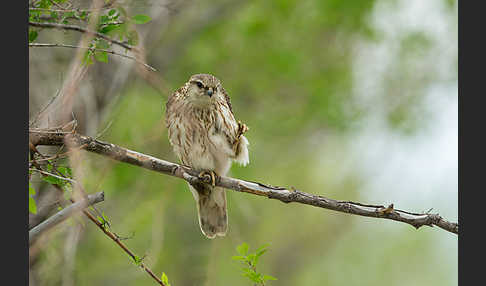 Merlin (Falco columbarius)