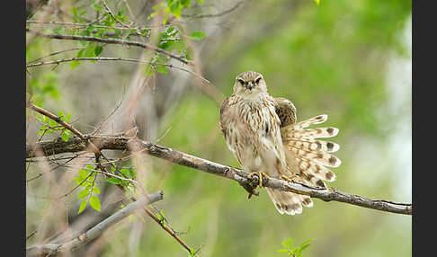 Merlin (Falco columbarius)