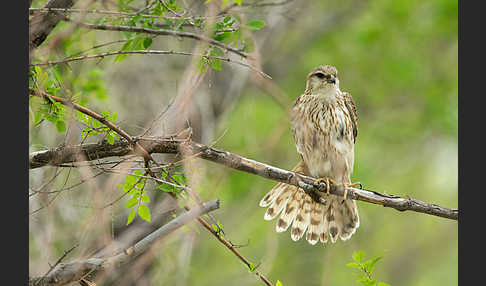 Merlin (Falco columbarius)