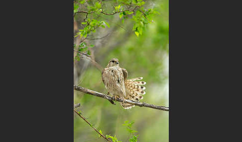 Merlin (Falco columbarius)