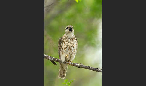 Merlin (Falco columbarius)