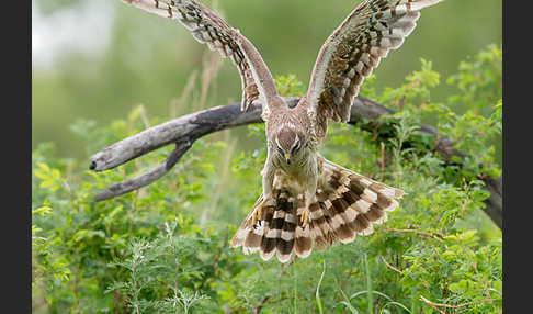 Steppenweihe (Circus macrourus)