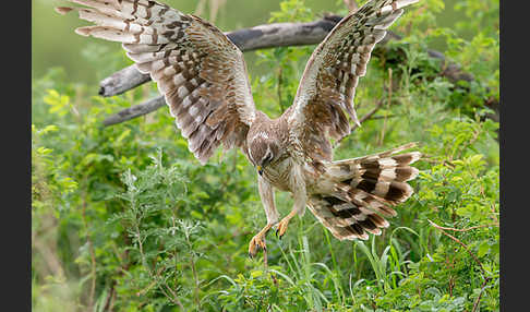 Steppenweihe (Circus macrourus)