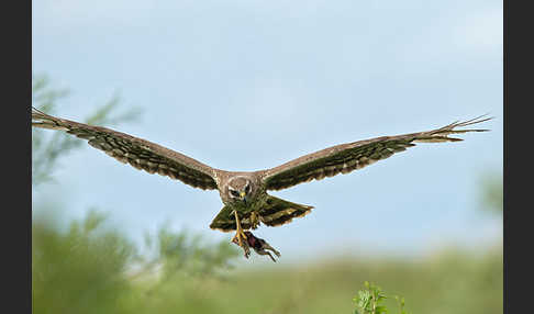 Gelbziesel (Spermophilus fulvus)