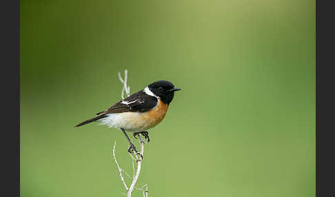 Schwarzkehlchen (Saxicola torquata)